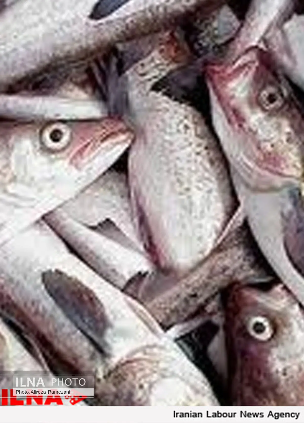 شیلات در سیستان و بلوچستان زمینه اشتغال 24 هزار نفر را فراهم کرده است
