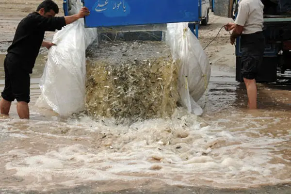 رهاسازی ۴۴۰ هزار قطعه بچه ماهی در تالاب بامدژ اهواز 