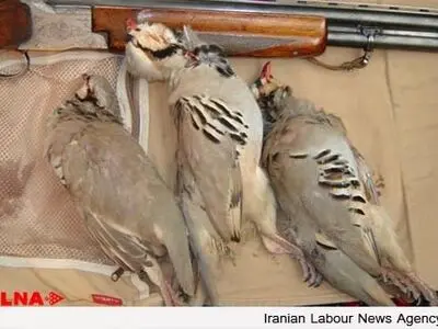 تشدید نظارت‌های محیط زیست در ایام پایانی سال/گزارش مردمی از قاچاق حیات وحش با سامانه ۱۵۴۰