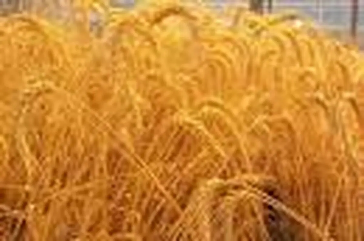 آغاز بکار کاروان الگوی کشت ملی زراعی در مسجدسلیمان