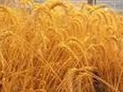 تحقق ۴۲ درصدی برنامه کشت غلات در قزوین
