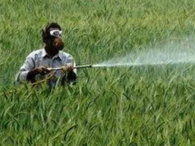 احتکار سموم، کشاورزان را به دردسر انداخته است/ هشدار درباره قاچاق گندم به افغانستان