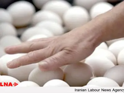 واردات ۲۰ هزار تن تخممرغ برای تنظیم بازار/ شیوع آنفلوانزا باعث کمبود مرغ و تخم مرغ شد