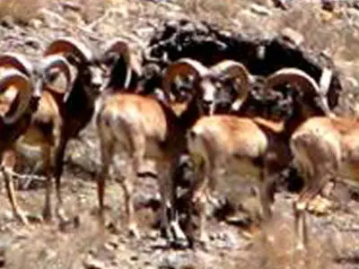 خطری که طبیعت و حیات‌وحش لرستان را تهدید می‌کند