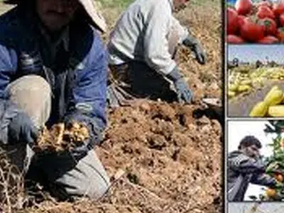 تشریح میزان واردات و صادرات محصولات كشاورزی