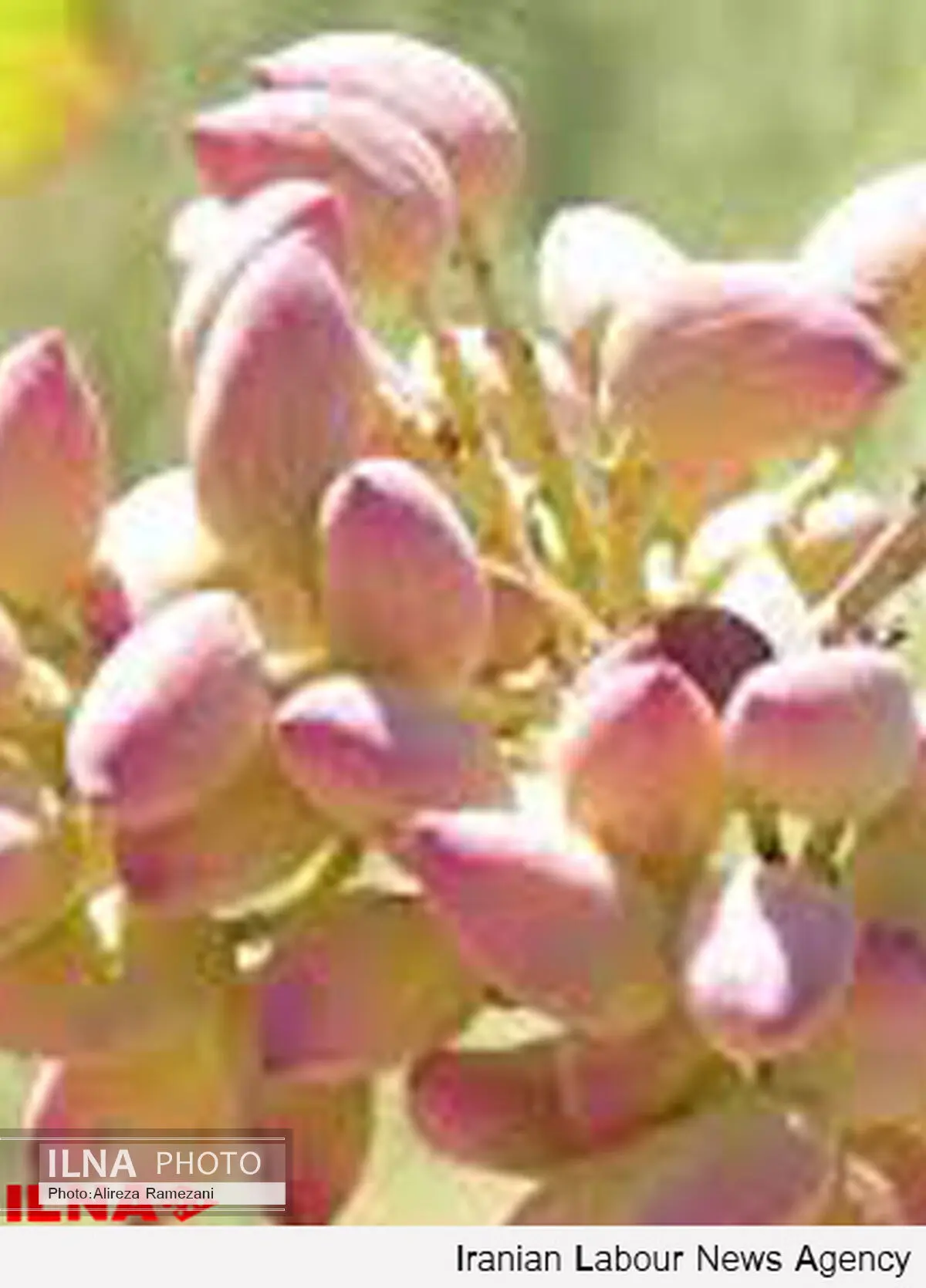 صادرات پسته ارگانیک اردکان به کشورهای اروپایی