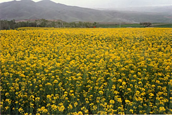 کشت ۲ نوع دانه روغنی برای نخستین بار در گیلان 