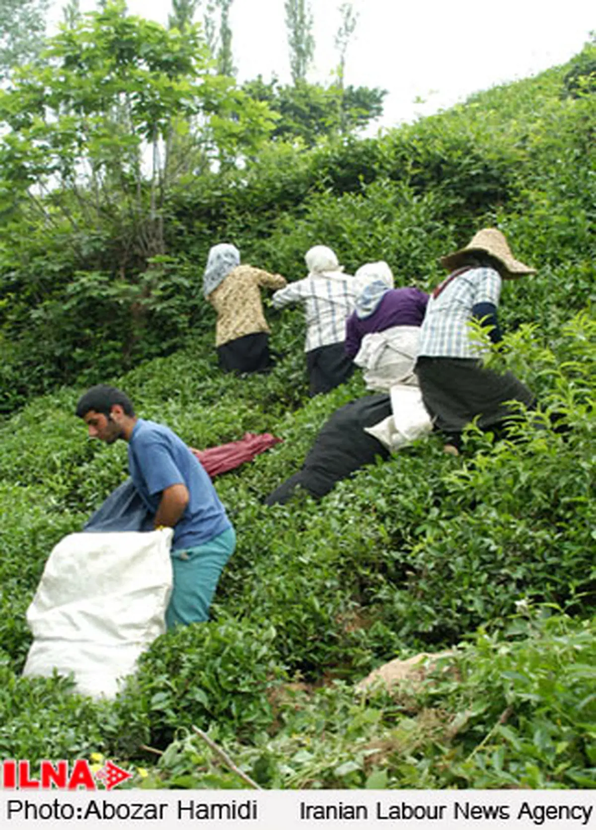 پرداخت کامل معوقات سال گذشتهٔ چایکاران