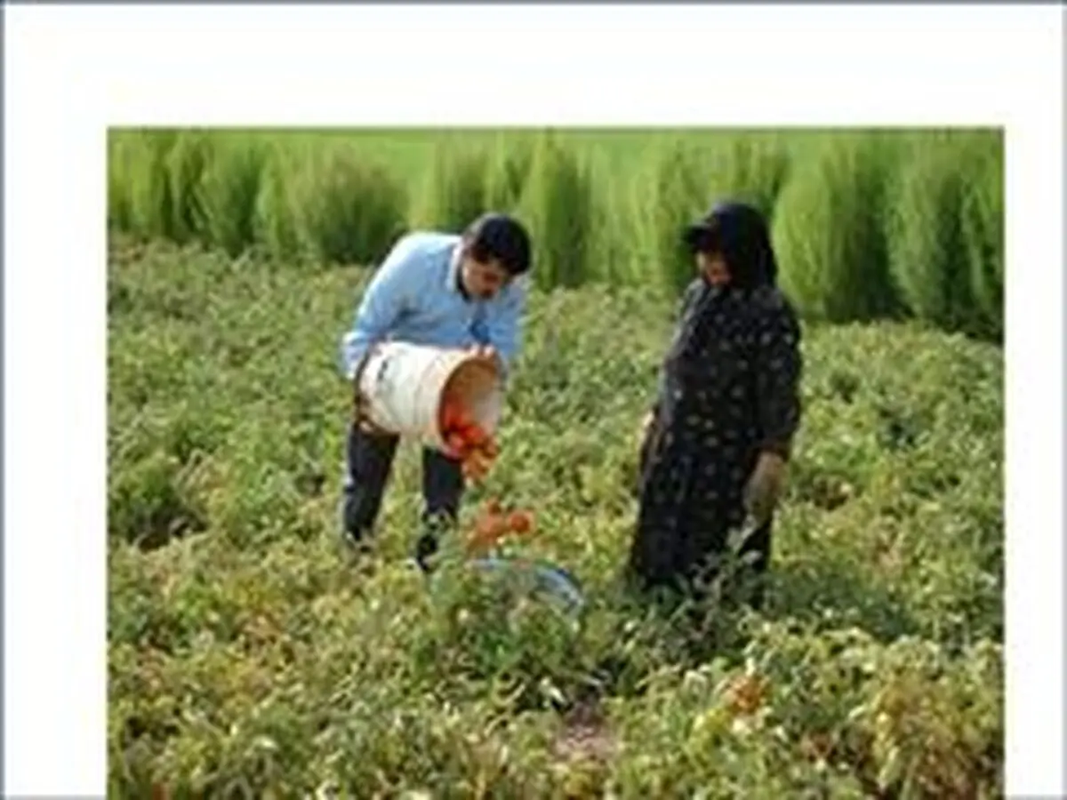 گوجه‌کاران فارس امسال هم ضرر کردند/افزایش قیمت کود شیمیایی با دستور دولت و پیگیری‌های آقای واعظی انجام شد/دولت توجهی به نظرات نمایندگان ندارد