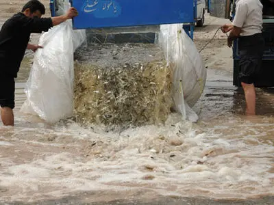 ۱۸۵ هزار قطعه انواع بچه ماهی بومی در دریاچه سد مارون بهبهان رهاسازی شد