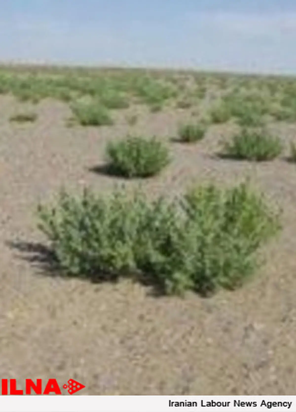 عملیات بیابان‌زدایی در 13 هزار هکتار از اراضی جنوب غرب پایتخت/ کنترل کانون‌های اصلی گردوغبار 