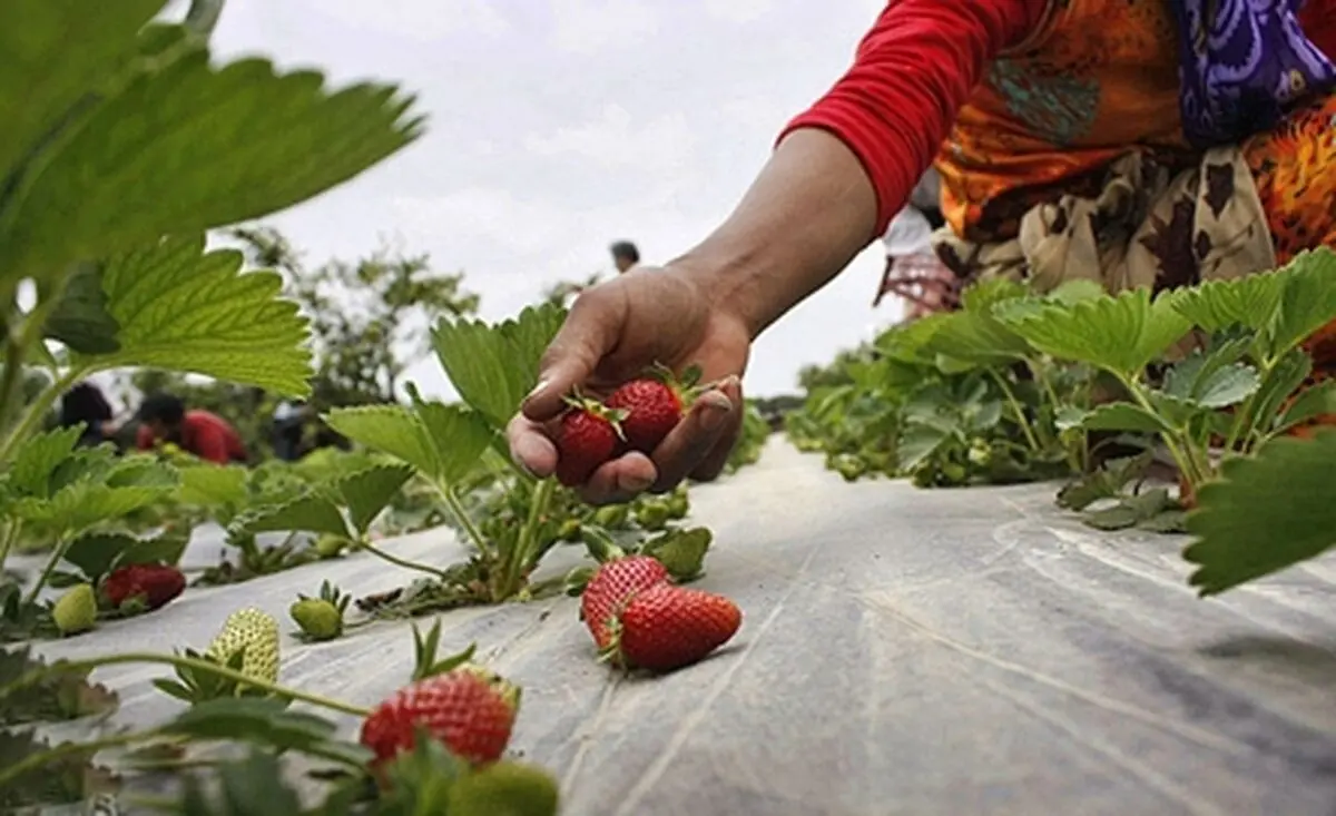 کاشت گلخانه ای ارگانیک گیاه توت فرنگی در شهرستان گناباد