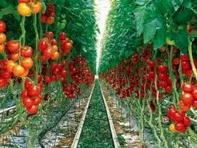 راندمان تولید در سیستم گلخانه ای 12 برابر فضای باز مزرعه ای است 