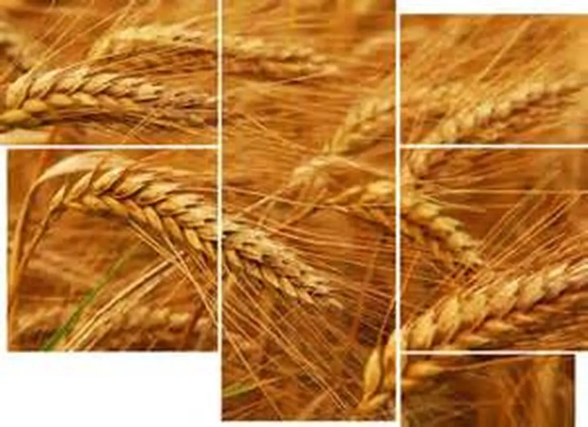 خرید گندم از 8 میلیون و 850 هزار تن فراتر رفت