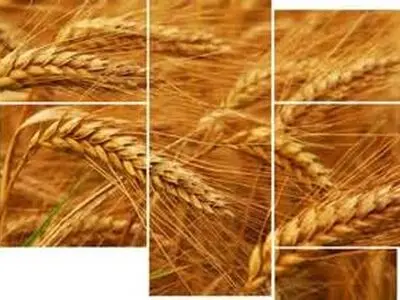 تاکید گمرک بر ممنوعیت واردات گندم + سند