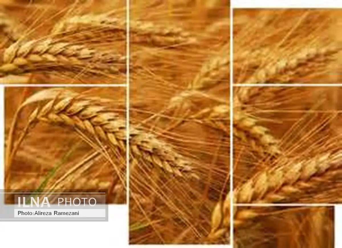 نیازی به واردات گندم نیست