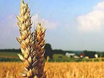 کشاورزان قم درخصوص خرید تضمینی محصولات خود نگران نباشند
