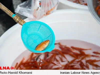 فروش ماهی قرمز نوروز ممنوع شود