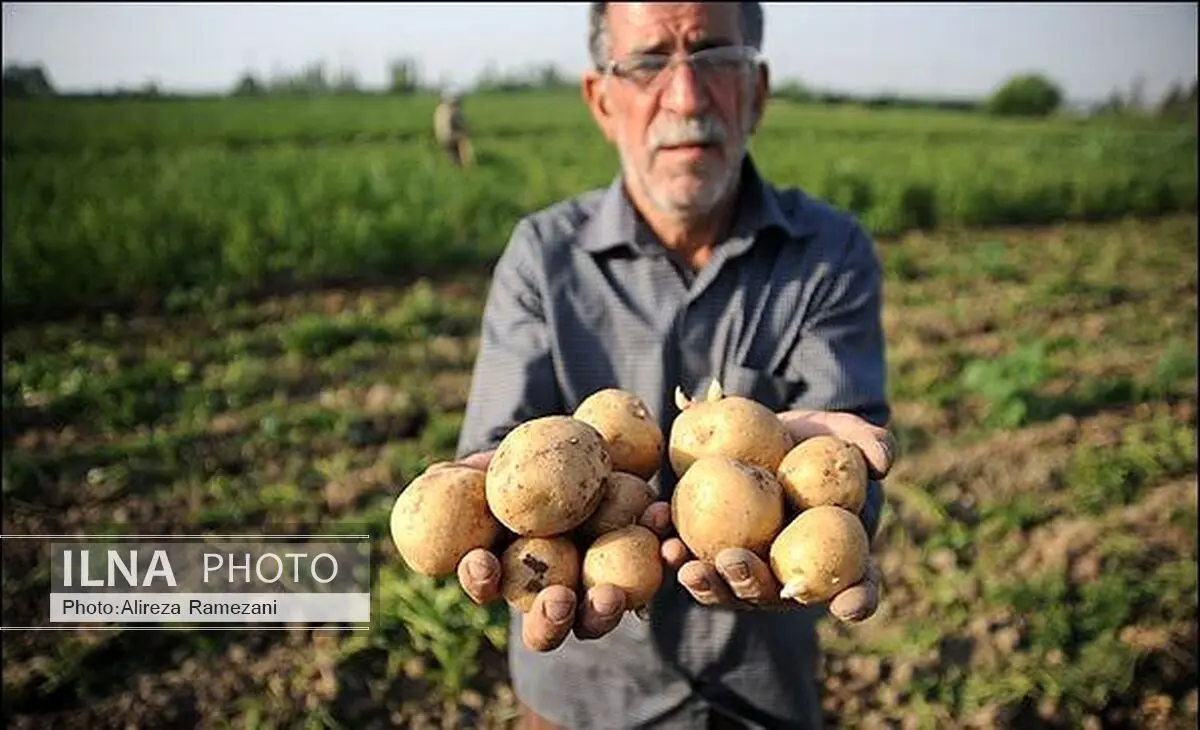 صادرات سیب زمینی در استان اردبیل به بیش از 98 هزار تن رسید