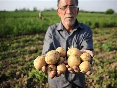 دلیل گران شدن سیب‌زمینی مشخص شد