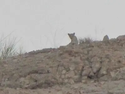 ثبت تصویر پلنگ ایرانی در طارم سفلی