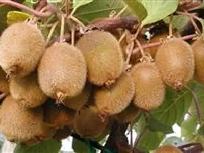 آغاز صادرات کیوی از ۷ مهرماه