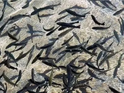 رهاسازی ۸۰ هزار قطعه انواع بچه ماهی بومی در تالاب بین‌المللی شادگان