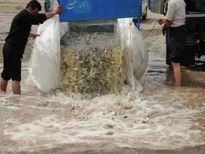 رهاسازی ۴۵ هزار قطعه بچه ماهی بومی در  دریاچه پشت سد گتوند علیا در حوزه شهرستان لالی