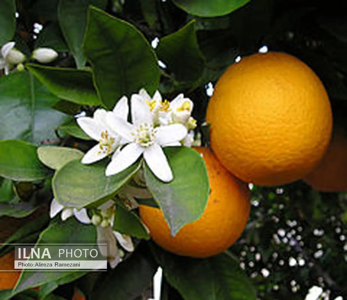 تولید دو میلیون تن مرکبات در سال جاری 