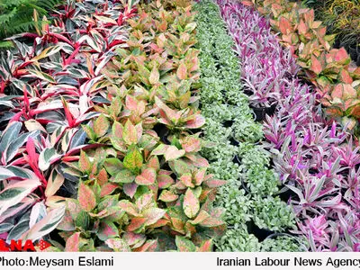 تکنیک‌های نگهداری از گیاهان آپارتمانی 