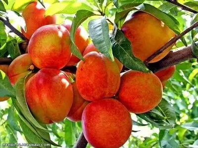 برداشت حداكثری هلو در ۱۰ روز آینده