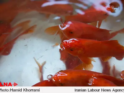 رهاسازی ماهی‌های قرمز در زیستگاه‌های طبیعی، به تعادل اکولوژیکی  آسیب‌ وارد می‌کند