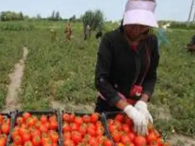 جلوگیری از سرطان معده با مصرف گوجه فرنگی