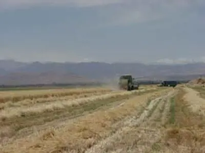 خرید ۱۰۷ هزار تن «جو» در خراسان رضوی