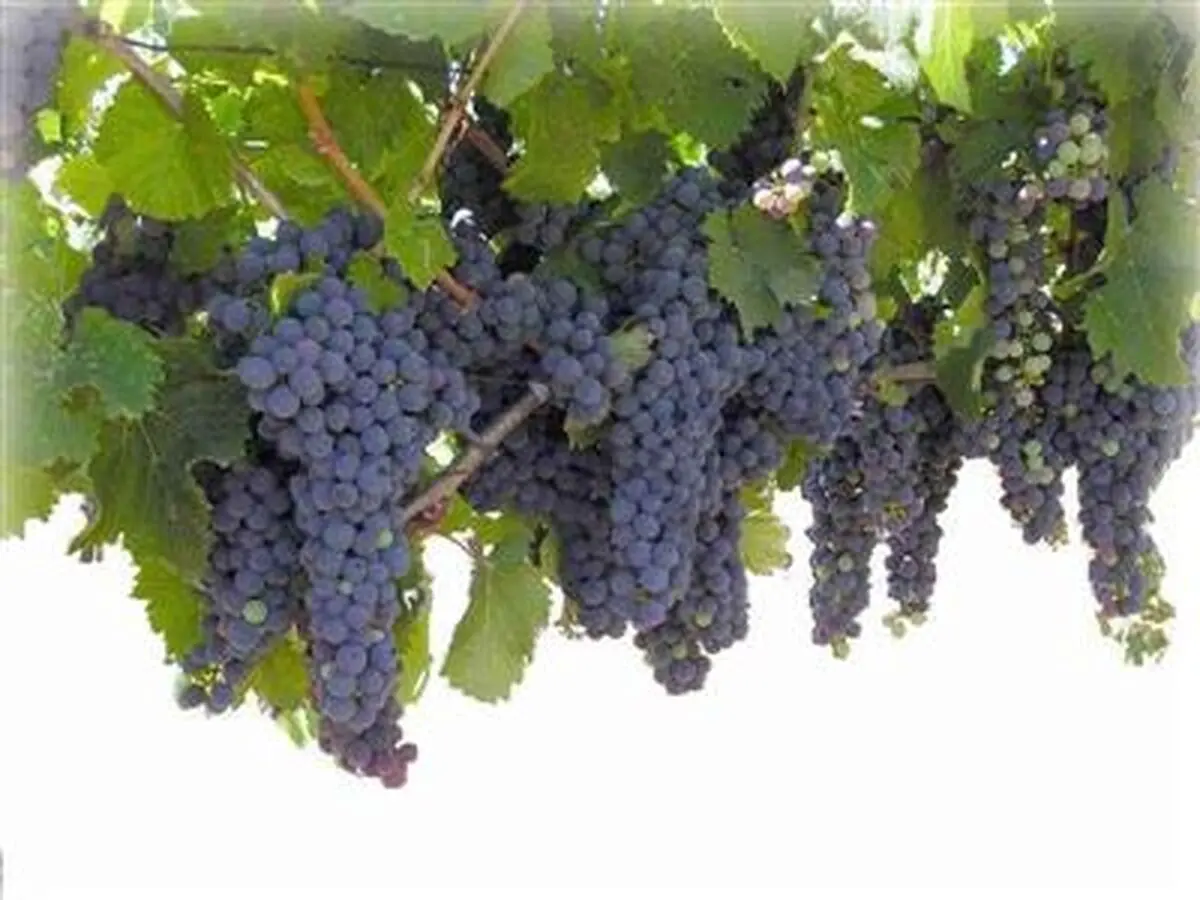 این بار از بلوچستان روانه بازار شد/ انگور یاقوتی نوبرانه میادین میوه وتره‌ بار