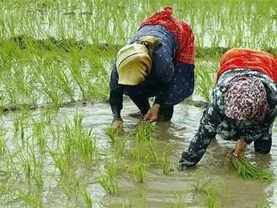 پاتکِ سوداگران به شالی‌کاران