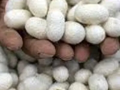 مینودشت مرکز اصلی تولید پیله تر ابریشم در گلستان است