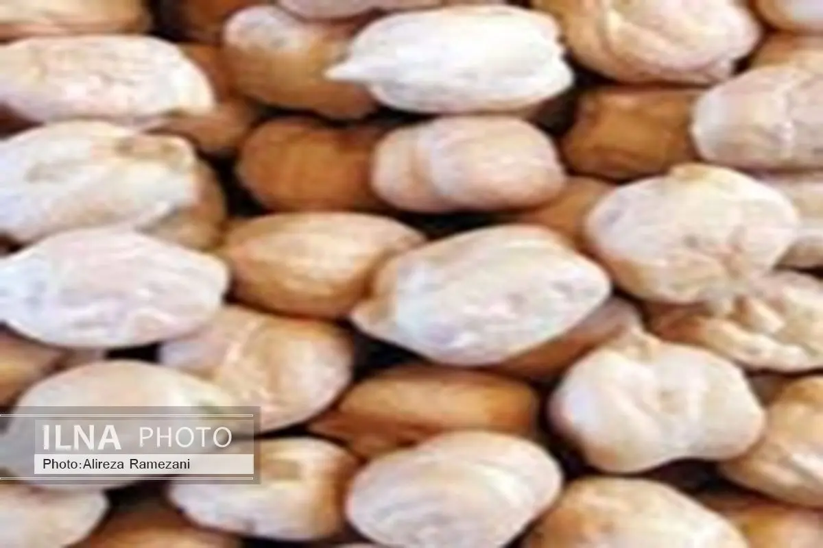 برداشت 30 هزار تن نخود در شهرستان دلفان لرستان