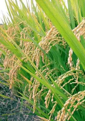 قیمت خرید تضمینی برنج غیرواقعی است/كشاورزان از فروش برنج به دولت خودداری می‌كنند