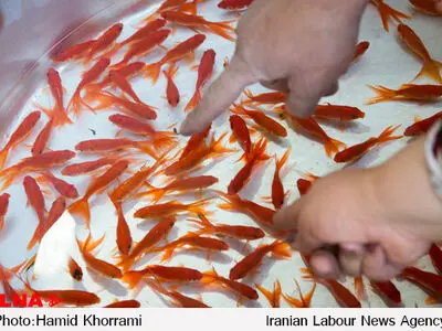 لزوم تهیه ماهی قرمز نوروز از مراکز معتبر/نحوه نگهداری و رهاسازی ماهیان