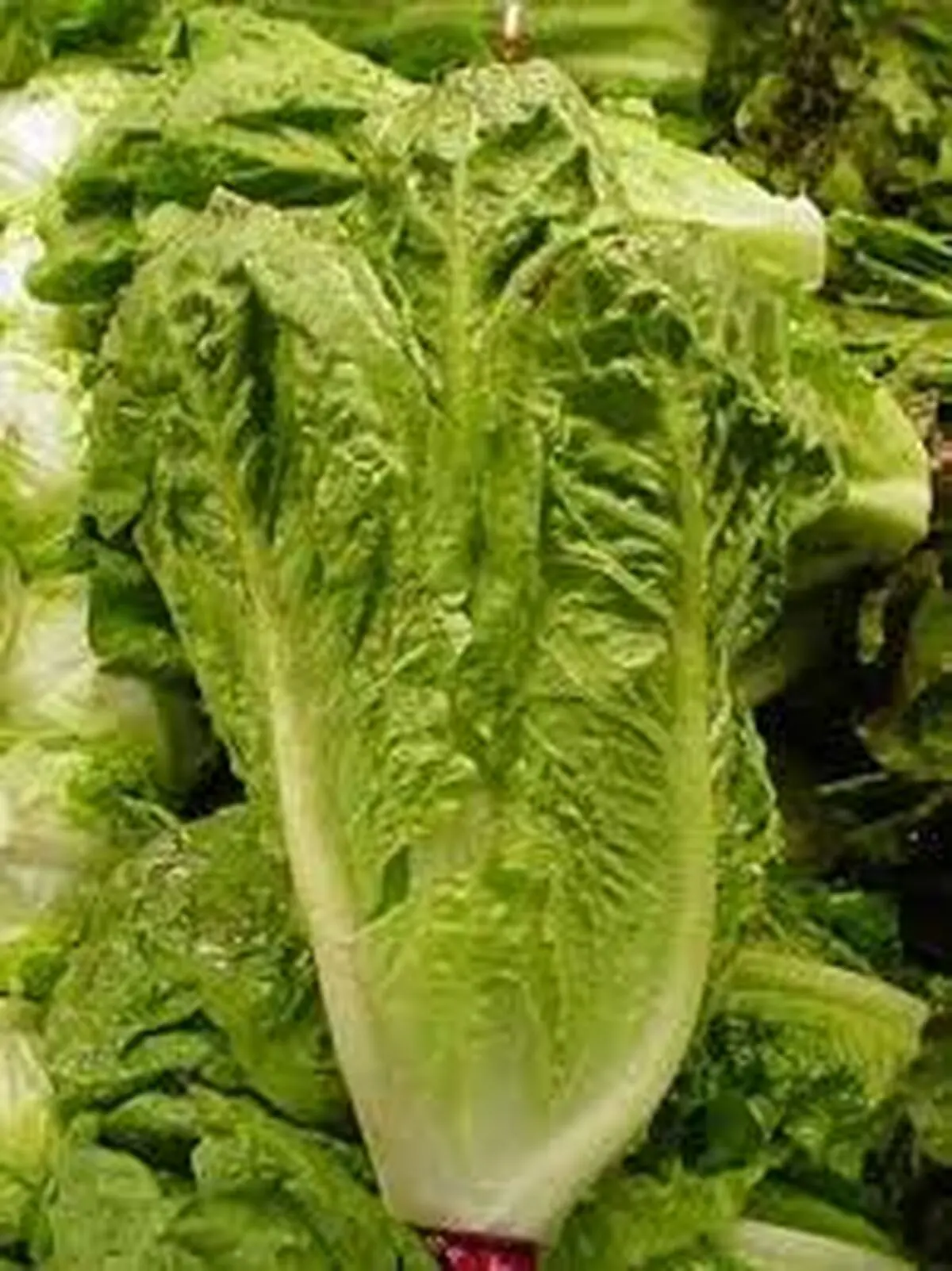 شست‌وشوی این ماده غذایی را جدی بگیرید