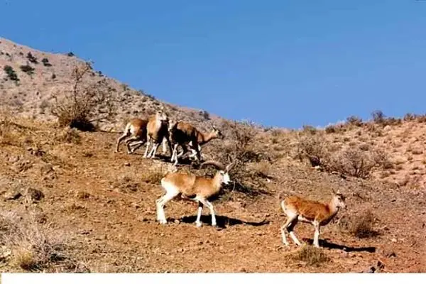 همکاری محیط زیست تهران و دامپزشکی برای پایش بیماری‌های حیات وحش