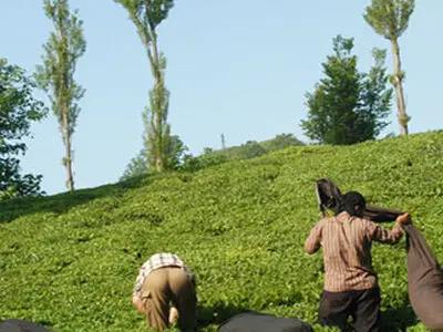 هماهنگی تاجران برای نخریدن چای خشك از تولیدكنندگان