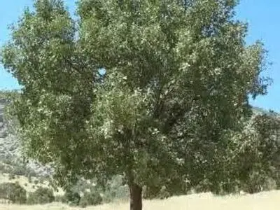از قطع ۳ درخت بلوط در طرح تعریض کمربندی شیراز جلوگیری شد