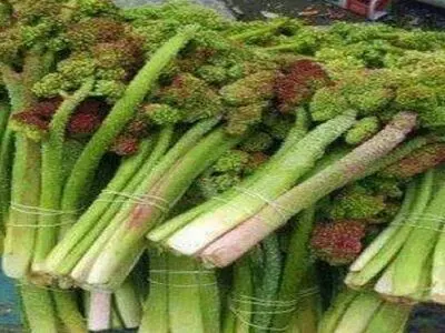 خواص شگفت انگیز گیاه بهاری «ریواس»
