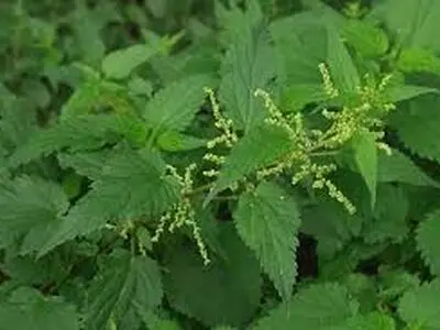 گیاه گزنه بهترین درمان طبیعی سنگ کلیه