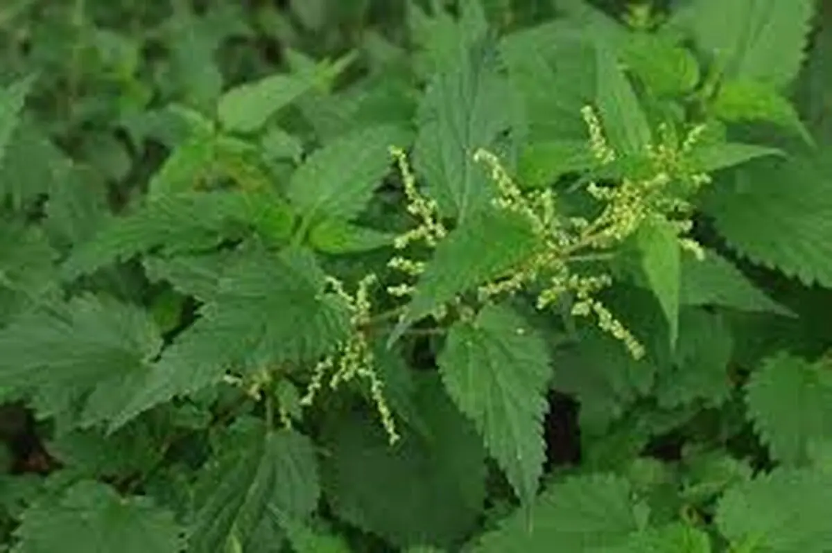 گیاه گزنه بهترین درمان طبیعی سنگ کلیه