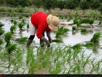 تا چند سال دیگر شالیکاران به جز مصرف خودشان برنجی برای فروش  نخواهند داشت/ تبدیل مزارع برنج به باغ مرکبات در مازندران از روی ناچاری