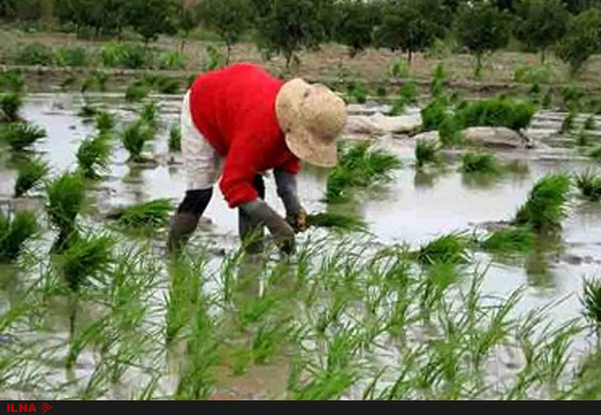 تا چند سال دیگر شالیکاران به جز مصرف خودشان برنجی برای فروش  نخواهند داشت/ تبدیل مزارع برنج به باغ مرکبات در مازندران از روی ناچاری