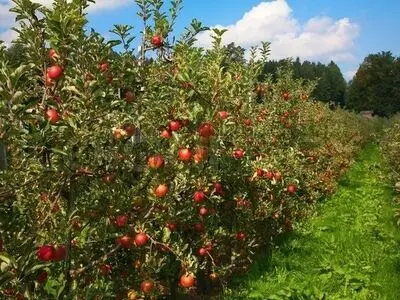 بیش از ۴۰ هزار تن سیب پاییزه از باغ های بروجرد تولید می شود